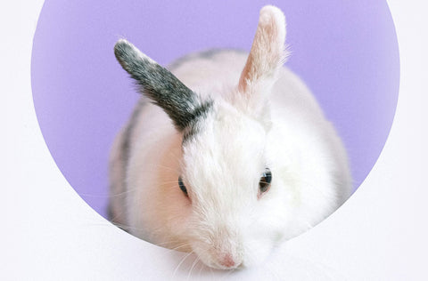 Jahr des Hasen: Hase vor lila Hintergrund